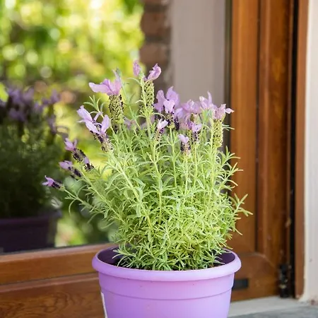 Calypso With Jacuzzi Pool & Sea View